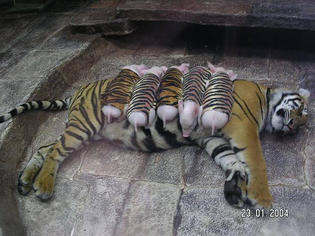 Ser Mãe de verdade é ser tigresa