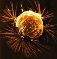 Como se Prevenir do Câncer de pênis 3 cancer