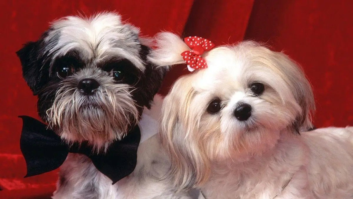 Shih Tzu Wallpaper Shih Tzu Wallpaper