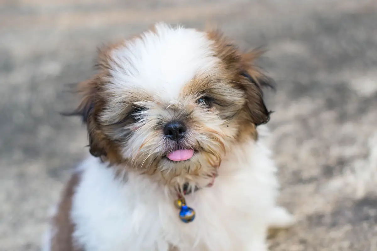Shih Tzu Wallpaper Shih Tzu Wallpaper