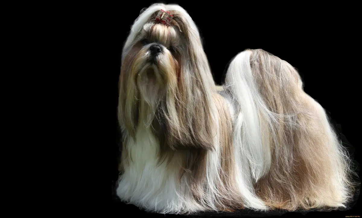 Shih Tzu Wallpaper Shih Tzu Wallpaper