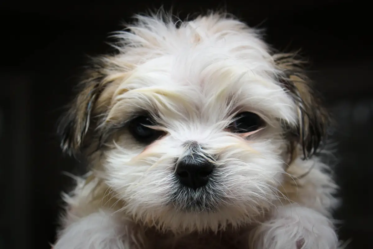 Shih Tzu Wallpaper Shih Tzu Wallpaper