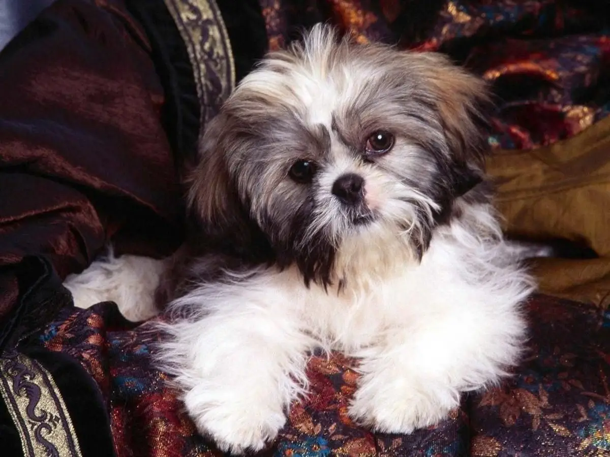 Shih Tzu Wallpaper Shih Tzu Wallpaper
