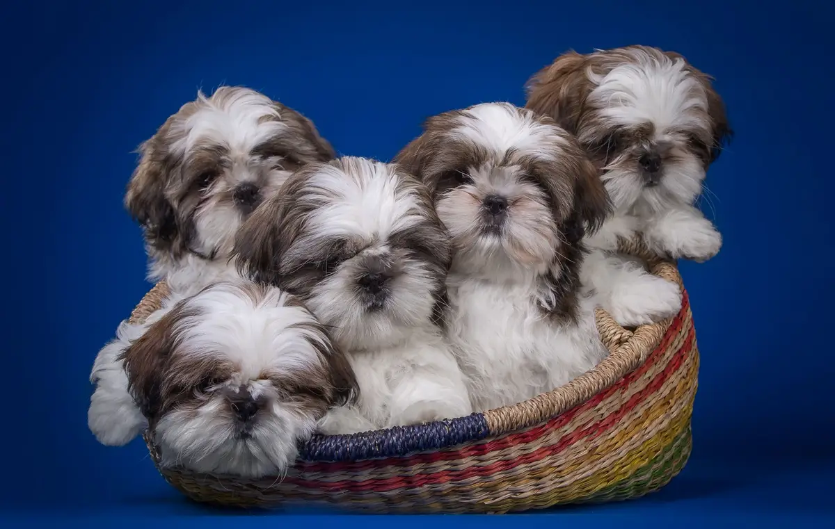 Shih Tzu Wallpaper Shih Tzu Wallpaper