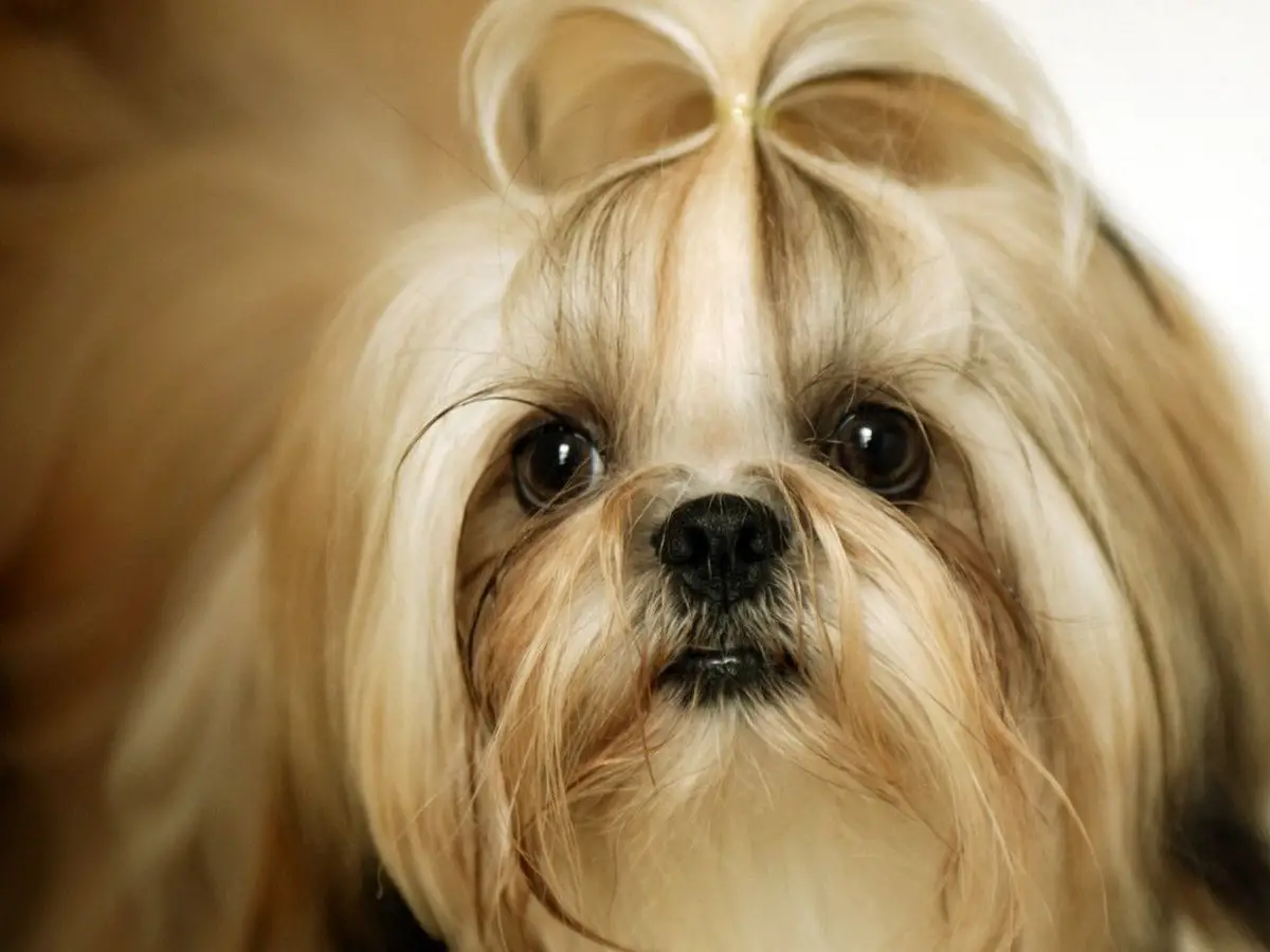 Shih Tzu Wallpaper Shih Tzu Wallpaper