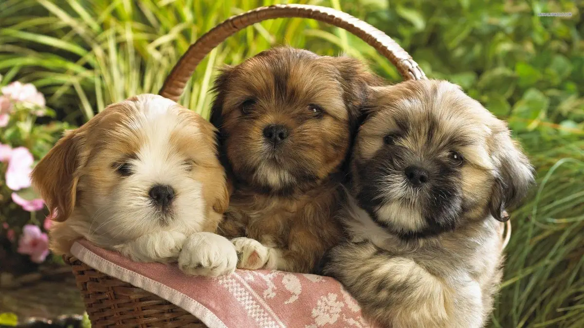 Shih Tzu Wallpaper Shih Tzu Wallpaper