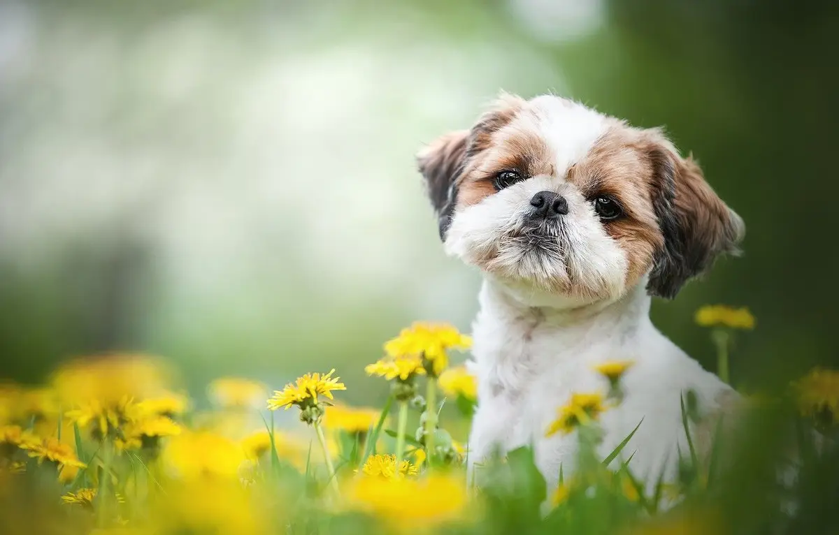 Shih Tzu Wallpaper Shih Tzu Wallpaper