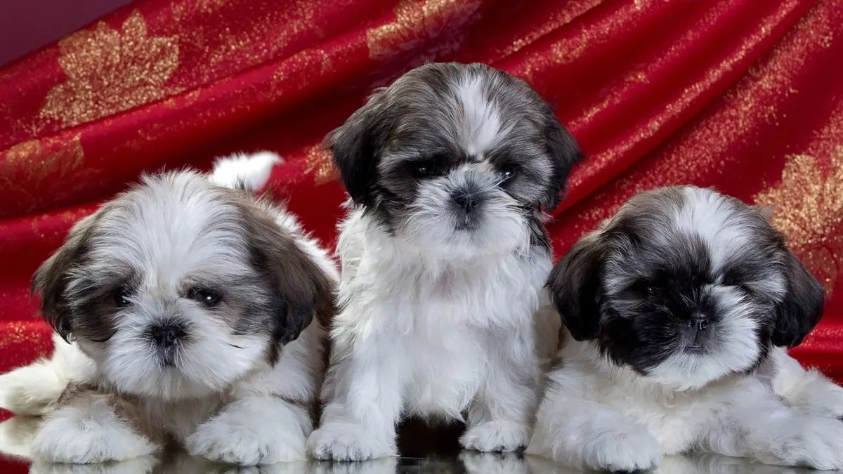 Shih Tzu Wallpaper Shih Tzu Wallpaper