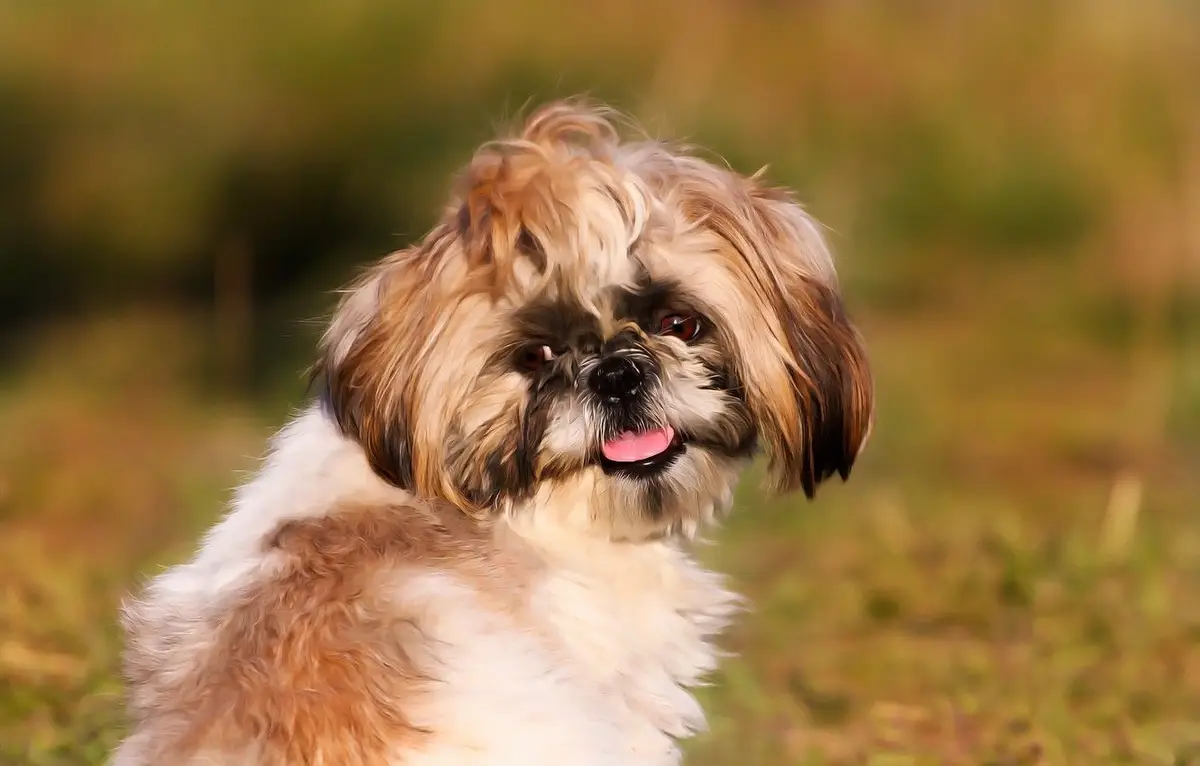 Shih Tzu Wallpaper Shih Tzu Wallpaper