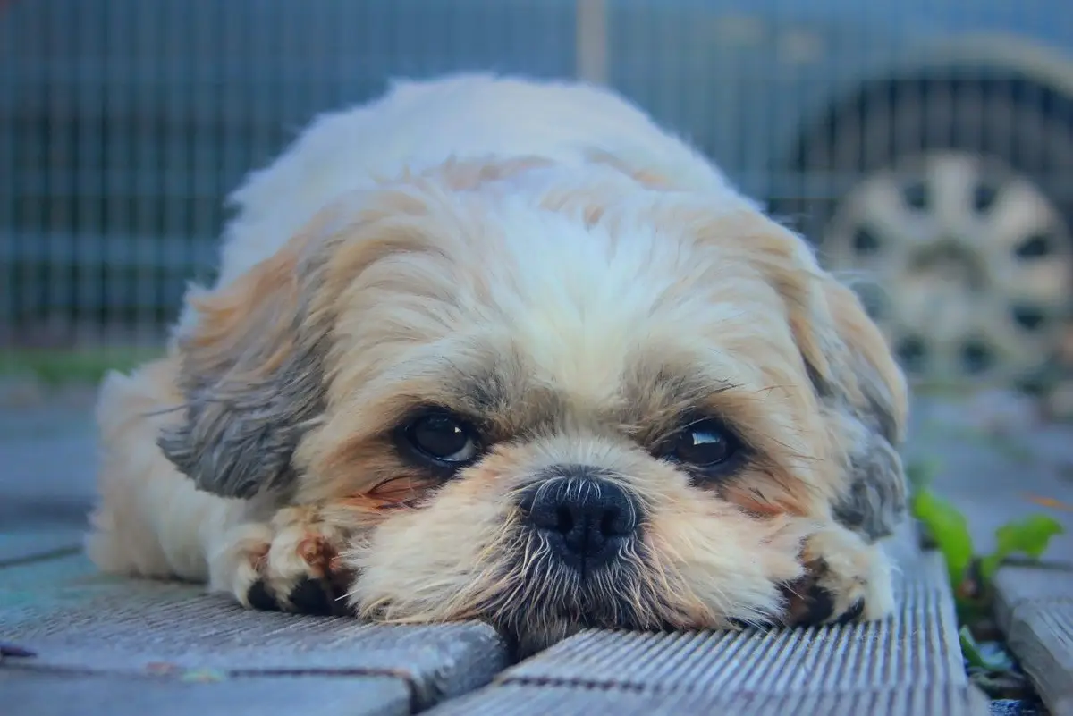 Shih Tzu Wallpaper Shih Tzu Wallpaper