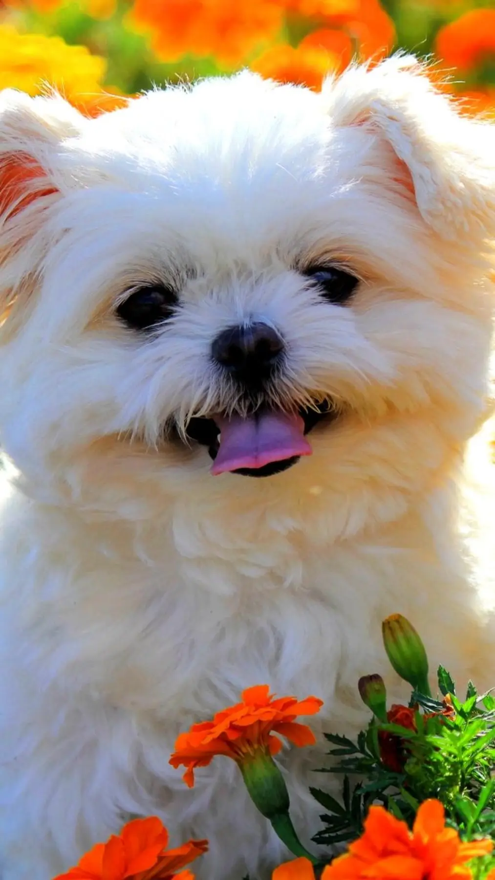 Shih Tzu Wallpaper Shih Tzu Wallpaper