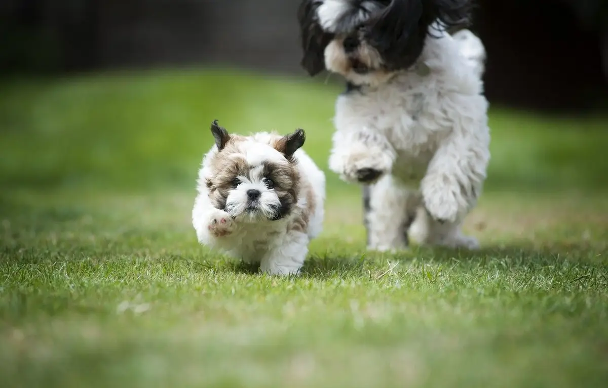 Shih Tzu Wallpaper Shih Tzu Wallpaper