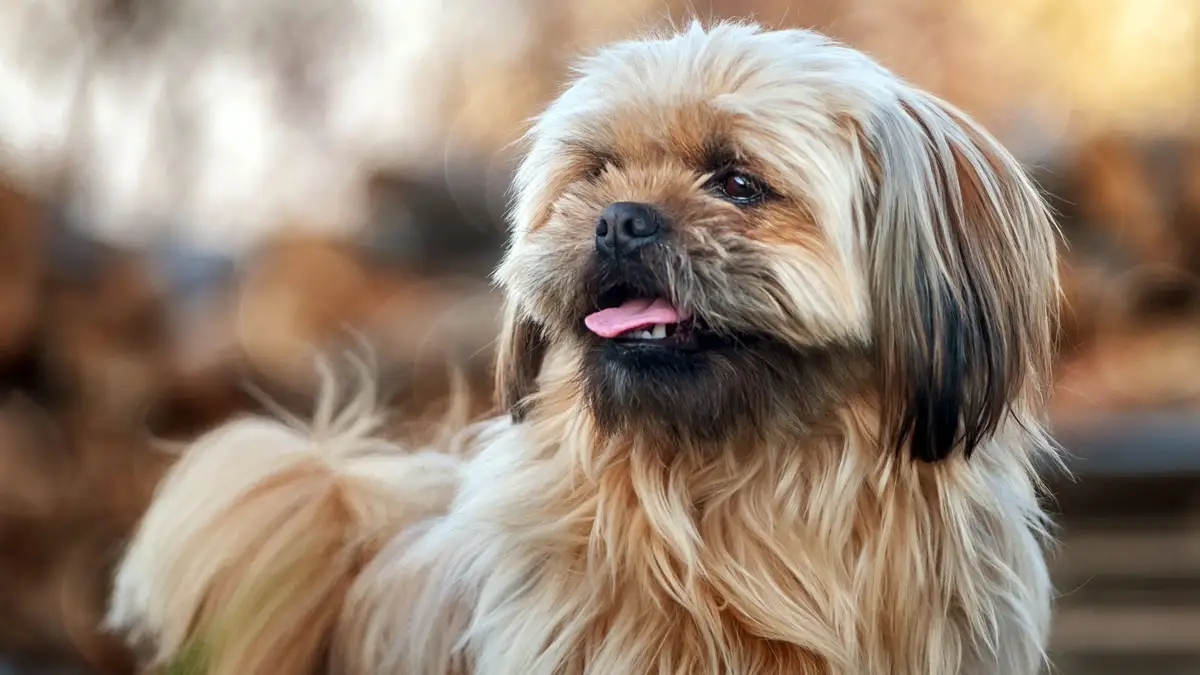 Shih Tzu Wallpaper Shih Tzu Wallpaper