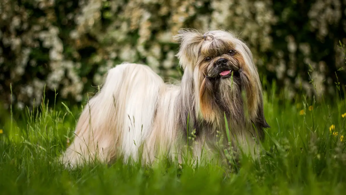 Shih Tzu Wallpaper Shih Tzu Wallpaper