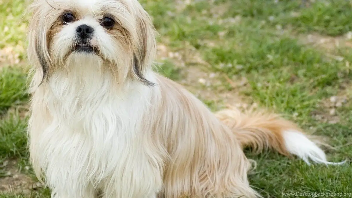 Shih Tzu Wallpaper Shih Tzu Wallpaper