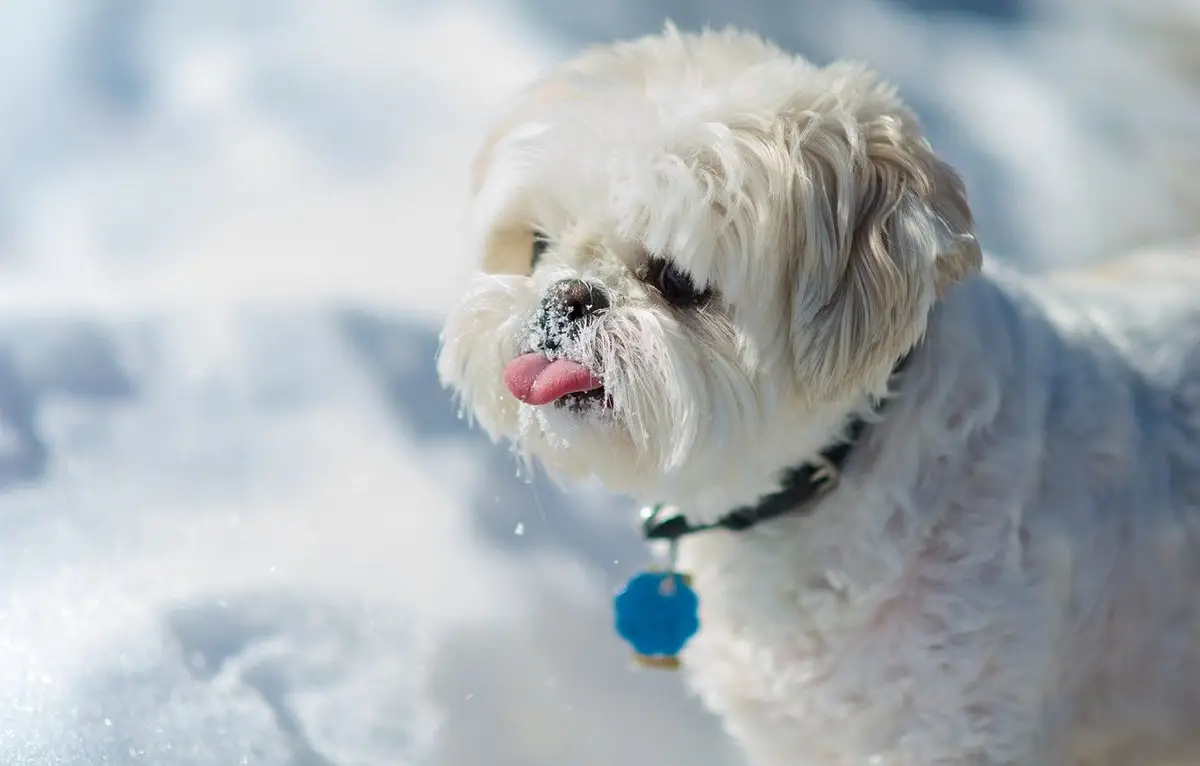 Shih Tzu Wallpaper Shih Tzu Wallpaper