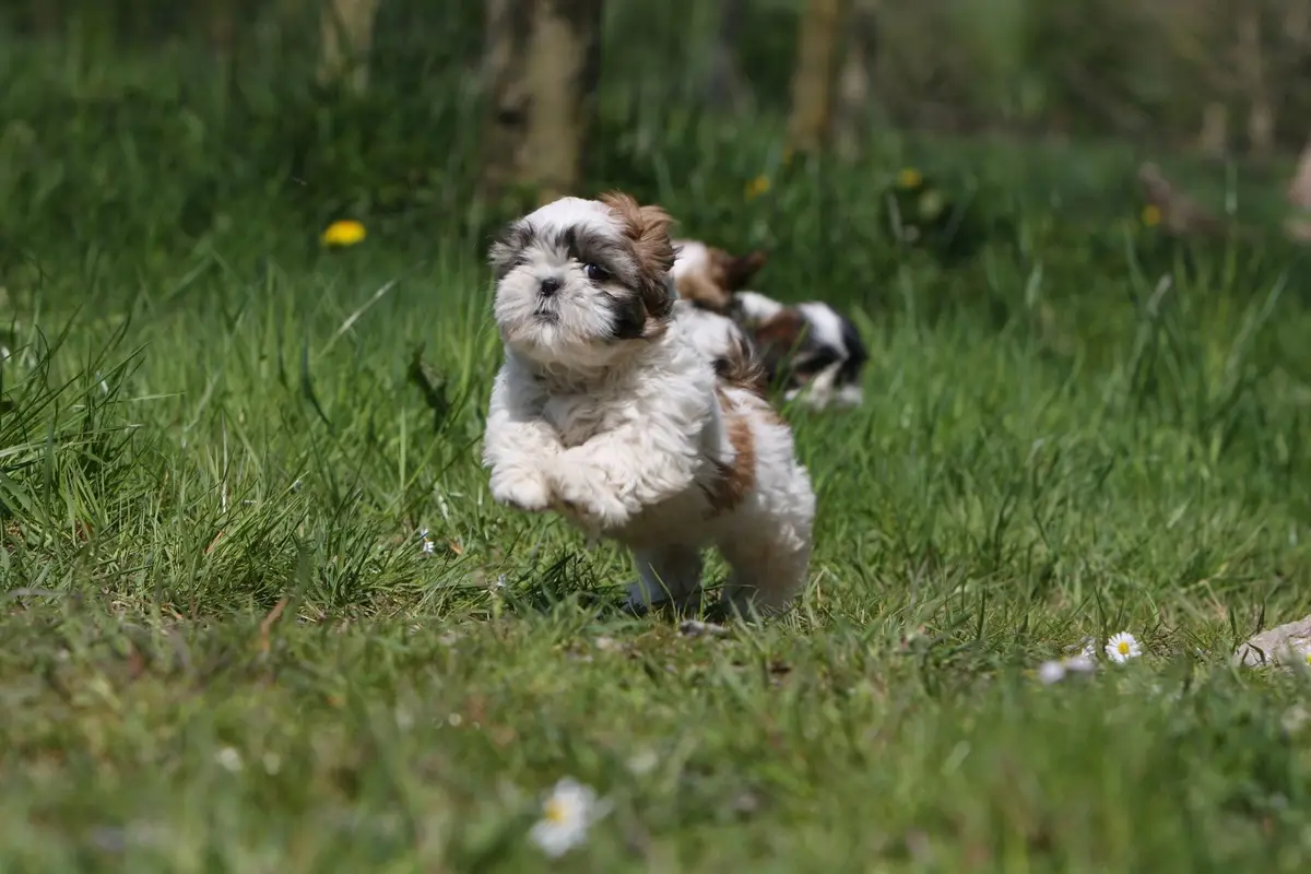 Shih Tzu Wallpaper Shih Tzu Wallpaper