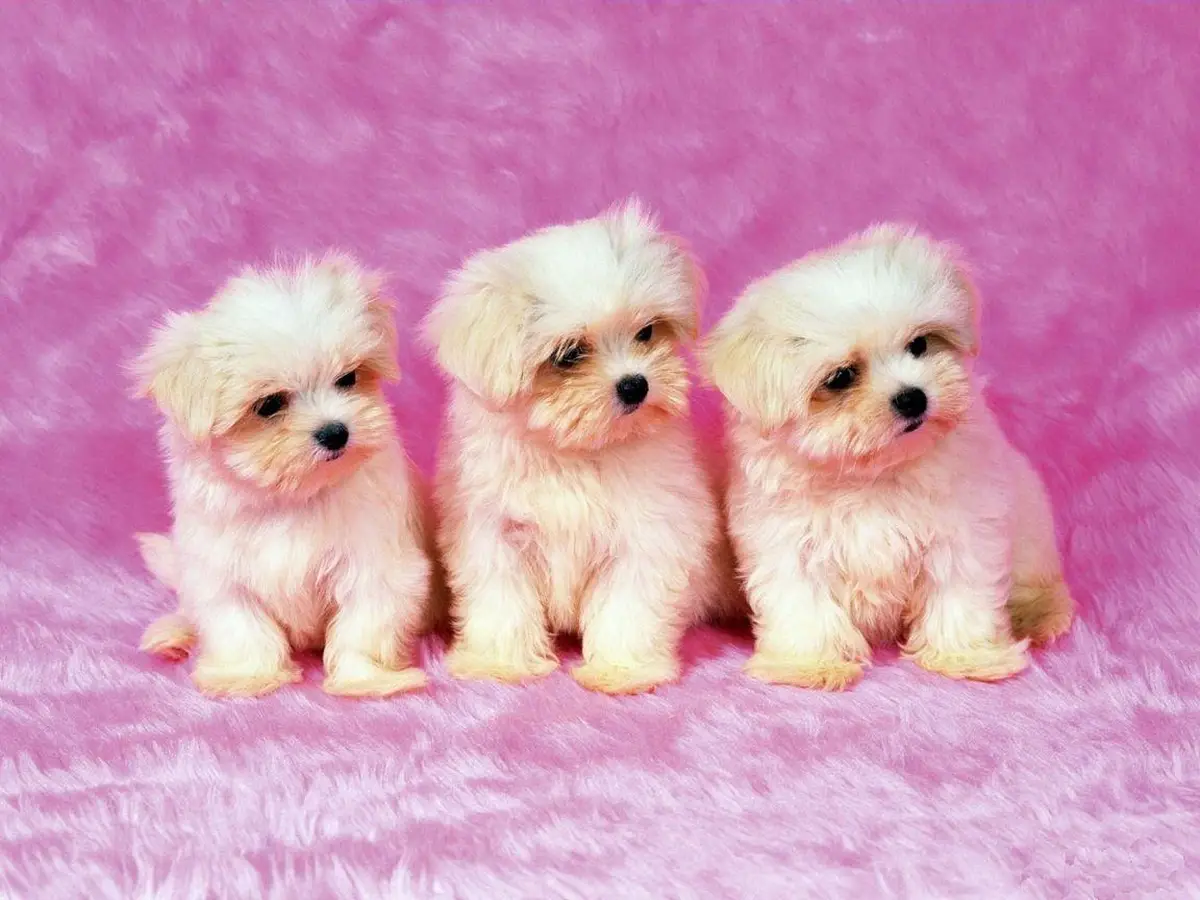 Shih Tzu Wallpaper Shih Tzu Wallpaper