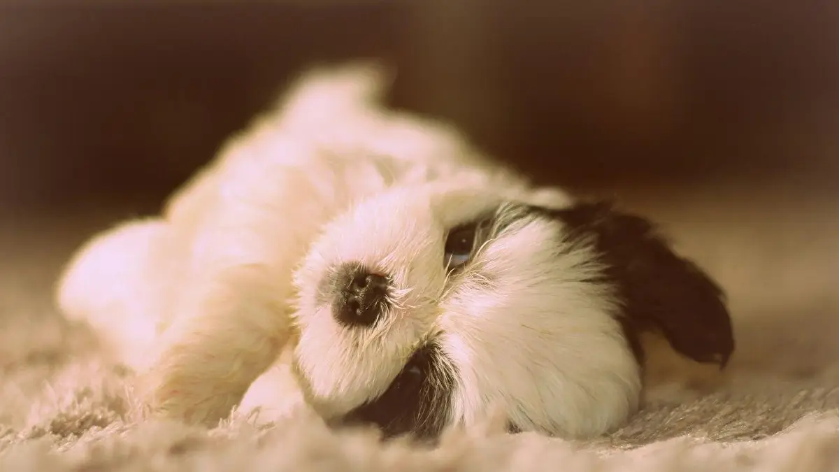 Shih Tzu Wallpaper Shih Tzu Wallpaper