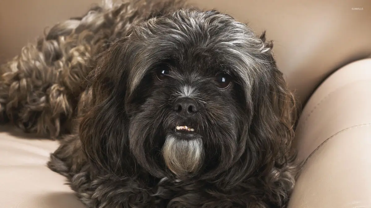 Shih Tzu Wallpaper Shih Tzu Wallpaper