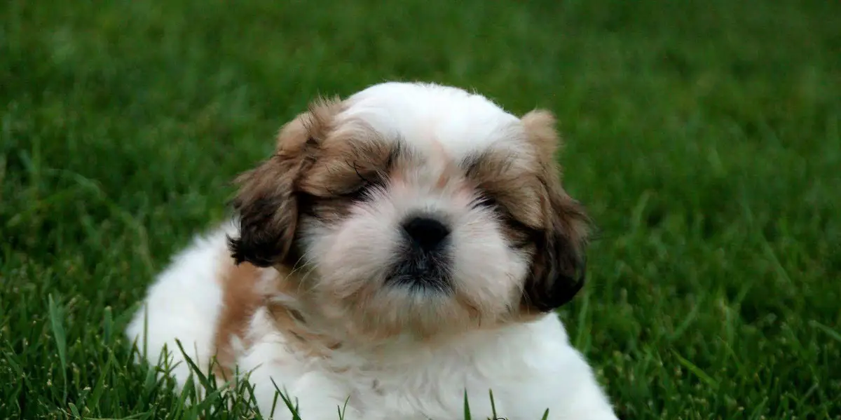 Shih Tzu Wallpaper Shih Tzu Wallpaper
