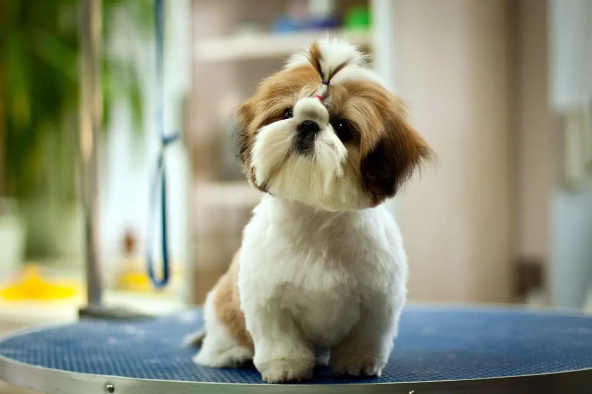 Shih Tzu Wallpaper Shih Tzu Wallpaper
