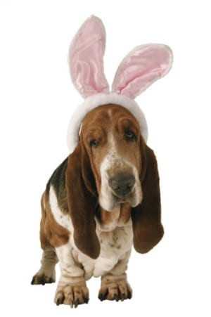 Saiba porque você não pode dar chocolate para Cães ou gatos