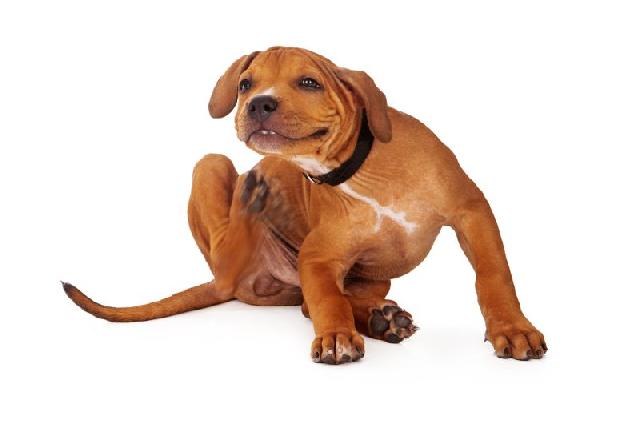 Carrapatos em Cachorros: Perigos, Doenças e Como Prevenir de Forma Eficaz 1 Carrapato em cães