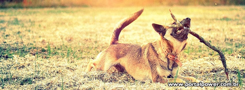 capa-cachorro-1 Capa cachorro com galho