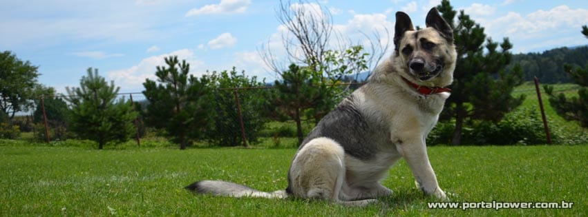 capa-cachorro-3 Capa cão para facebook