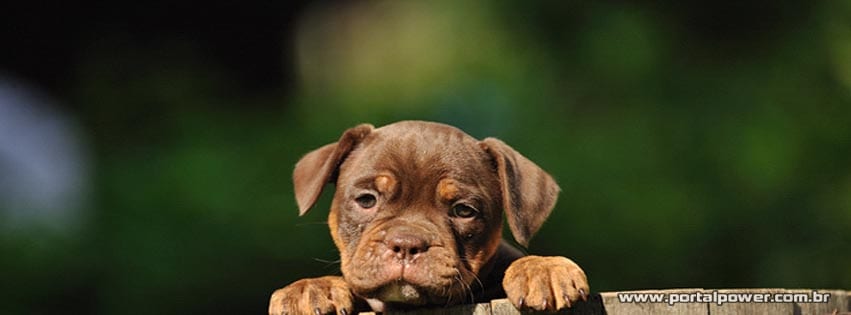 capa-cachorro--4 Capa filhote olhando para facebook