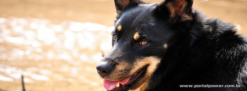 capa-cachorro--7 Capa de cachorro para facebook