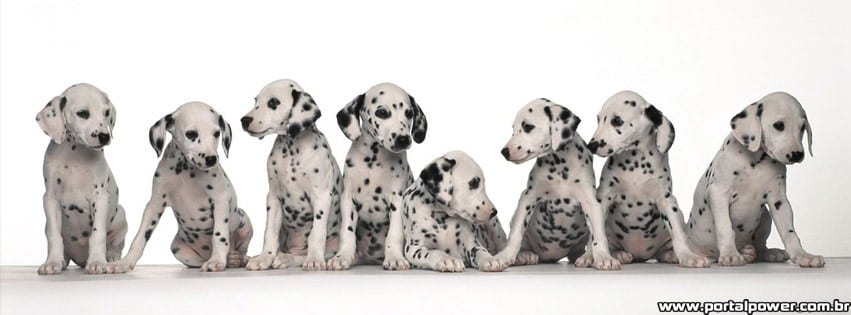 capa-dalmatas capa-dalmatas