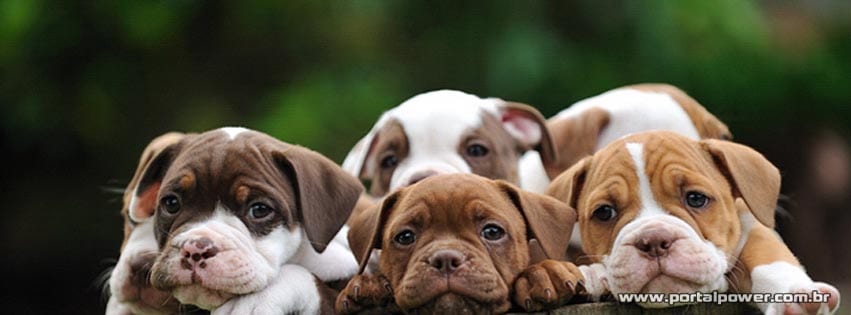 capa-filhotes-8 Capa filhotes de cachorro para facebook
