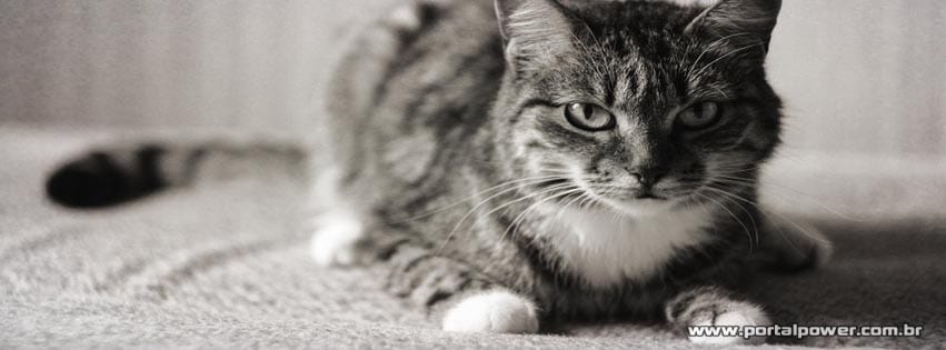 capa-gato-2 Capa gato deitado para facebook
