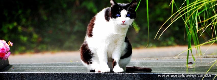 capa-gato-5 Capa gato para facebook