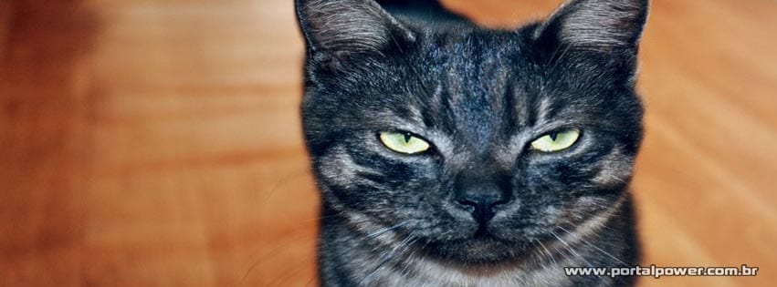 capa-gato-6 Capa gato desconfiado para facebook