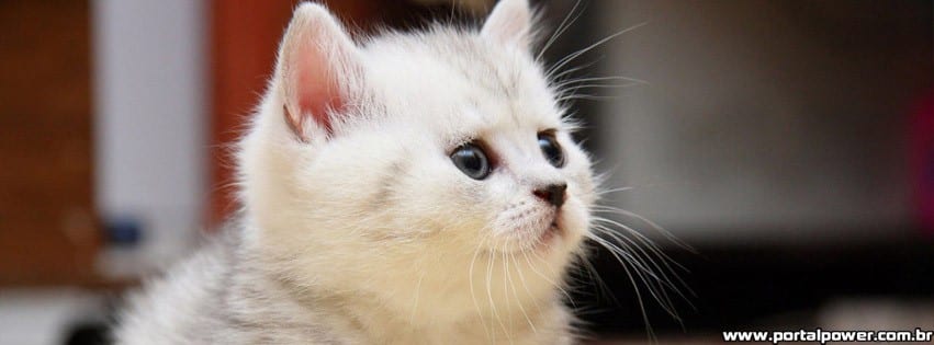 capa-gato-branco capa-gato-branco