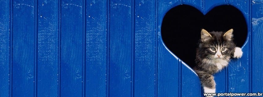 capa-gato-coracao capa-gato-coracao