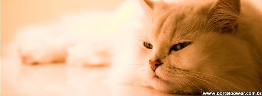 capa-gato-deitado capa-gato-deitado