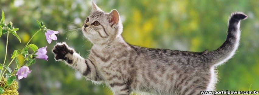 capa-gato-jardim capa-gato-jardim