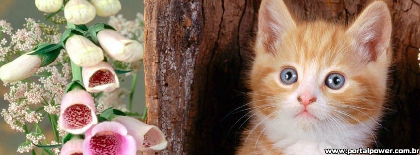 capa-gato-lindo capa-gato-lindo