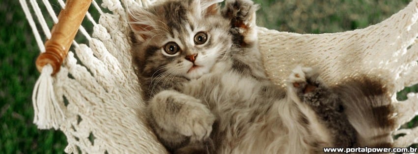 capa-gato-rede capa-gato-rede