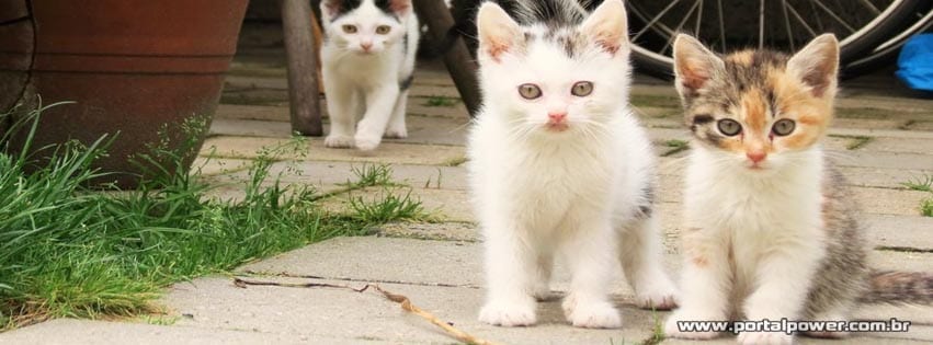 capa-gatos-9 Capa gatos para facebook