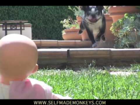 porque-voce-deve-castrar-seu-cachorro