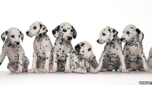 capa-dalmatas