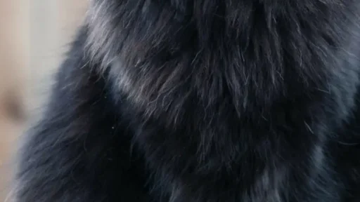 Gato Olhando Wallpaper Papel de parede jpg