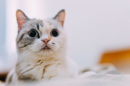 Papéis de parede de gato olhando 21 Gato Olhando Wallpaper Papel de parede