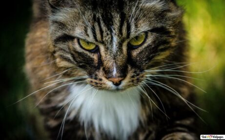 Papéis de parede de gato olhando 25 Gato Olhando Wallpaper Papel de parede