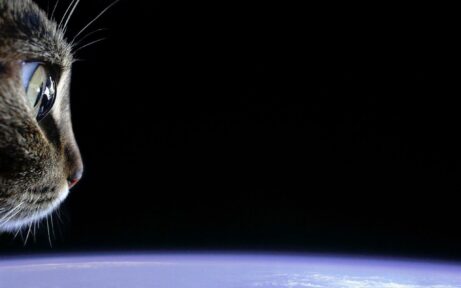 Papéis de parede de gato olhando 2 Gato Olhando Wallpaper Papel de parede